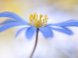 Kwiat, Zawilec grecki