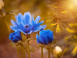 Kwiat, Zawilec, Niebieski
