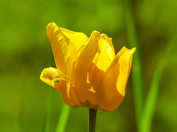 Zbliżenie, Kwitnący, Żółty, Tulipan