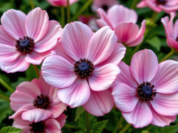 Różowe, Kwiaty, Zawilce, Zbliżenie