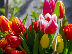 Zbliżenie, Kolorowe, Tulipany, Kwiaty