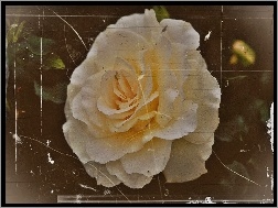 Zdjęcia, Efekt, Róża, Biała, Starego