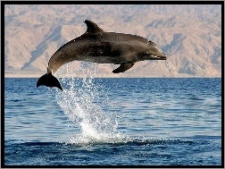 Zdjęcie, Delfin, Morze, Skok
