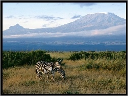 kilimandżaro, Zebra, góra