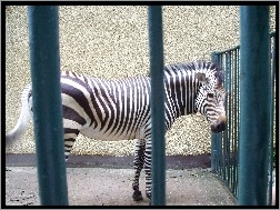 Zebra, Klatka