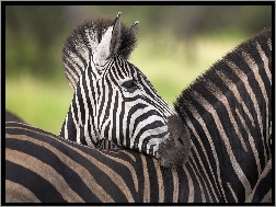 Zebra, Pasy