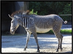 Zebra, płot