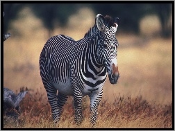 Zebra, Trawa