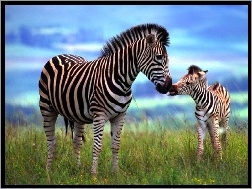 Trawa, Zebra, Młode