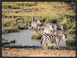 Zebra, woda
