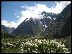 Nowa Zelandia, Narodowy Park, Kwiatki, Góry, Fiordland