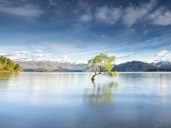 Nowa Zelandia, Drzewo, Jezioro Wanaka, Wyspa Południowa