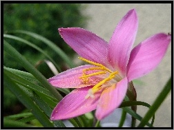 Kwiat, Zephyranthes Rosea