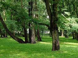 Zieleń, Drzewa, Park, Trawnik