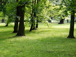 Zieleń, Trawnik, Park, Drzewa