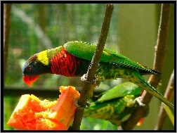 Czerwono-zielona, Papuga