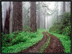 Leśna, Zielona, Ścieżka