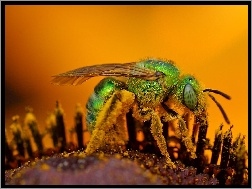 Pyłek, Zielona, Mucha