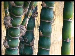 Bambusa, Zielone, Łodygi