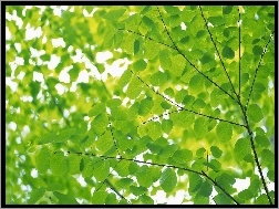 Drzewo, Zielone, Liście