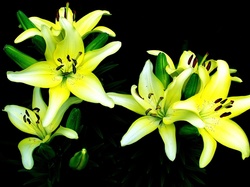 Zielone Pączki, Lilia, Kwiat, Żółta