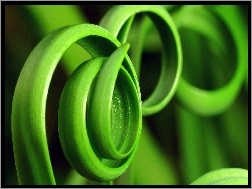 Liście, Zielone, Spirale