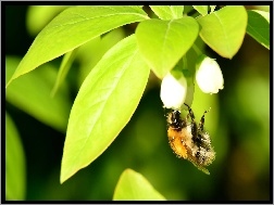 Pszczoła, Zielone, Liście
