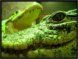 Zielony, Aligator