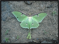 Liść, Zielony, Motyl