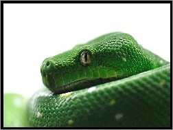 Pyton, Zielony, Wąż