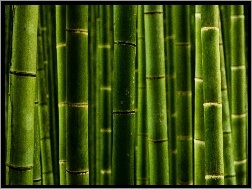 Zbliżenie, Zielony, Bambus
