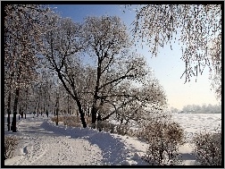 Śnieg, Droga, Zima, Drzewa