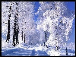 Zima, Ośnieżone, Droga, Drzewa