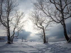 Śnieg, Zima, Drzewa, Ślady, Brzozy