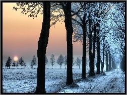 Droga, Zima, Drzewa
