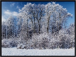 Zima, Krzewy, Drzewa, Śnieg