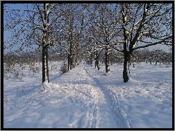 Drzewa, Zima, Śnieg