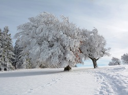 Ścieżka, Drzewa, Ośnieżone, Zima, Śnieg