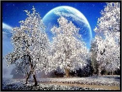 Drzewa, Zima, Planeta