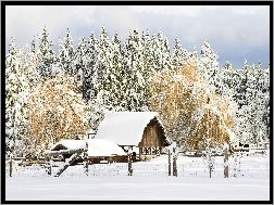 Zima, Pole, Farma, Drzewa