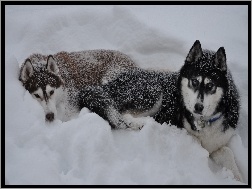 Zima, Psy, Siberian Husky, Śnieg