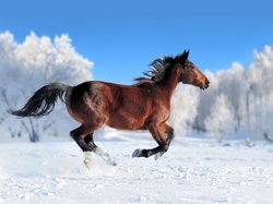 Koń, Zima, Drzewa