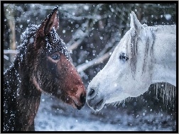 Konie, Zima, Dwa