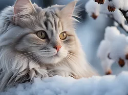 Kot, Śnieg, Gałązka, Zima