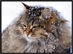 Zima, Płatki, Kot, Śniegu