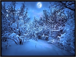 Księżyc, Zima, Drzewa