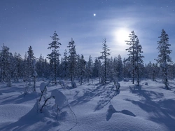 Drzewa, Gwiazdy, Księżyc, Zima, Noc, Las, Śnieg