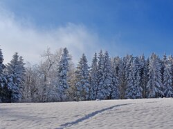 Pole, Zima, Las, Śnieg, Drzewa