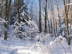 Zima, Ośnieżone, Las, Drzewa