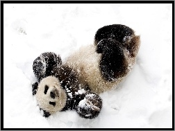 Zima, Panda, Miś, Śnieg